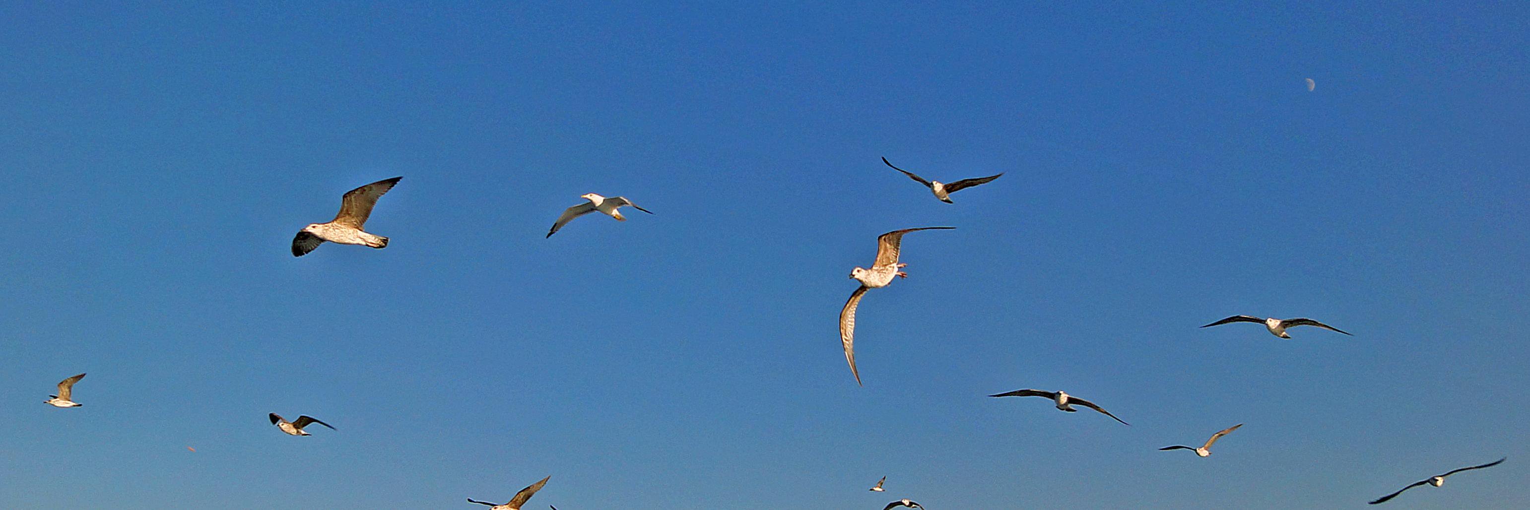 Prodita Sabarini banner