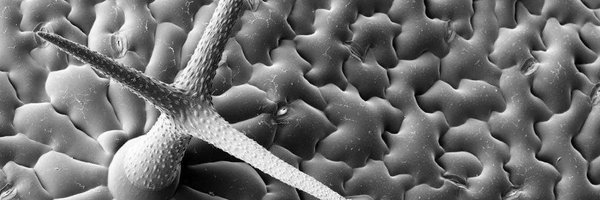 NDissmeyer Profile Banner