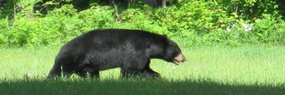 Ed Goldsworthy banner