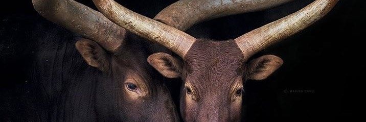 echidnamundo's profile banner image