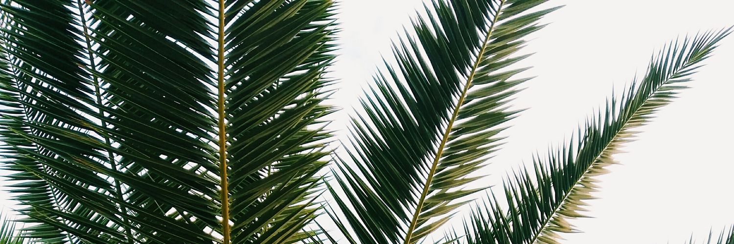 pandaesthetics banner