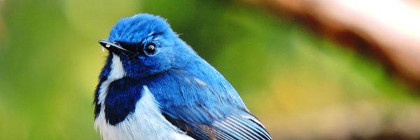 Mightychub Profile Banner