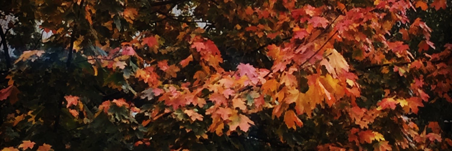 dianaumenko's profile banner image