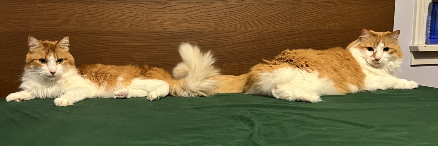 ShaneMarchis's profile banner image