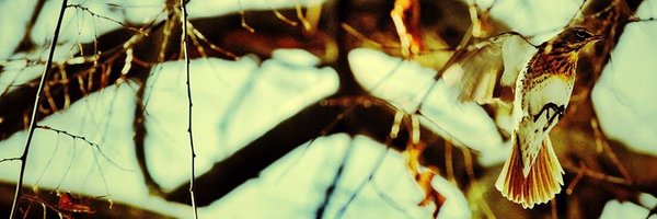 FlavioDonato82 Profile Banner