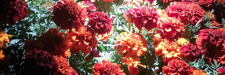 miii___m_'s profile banner image