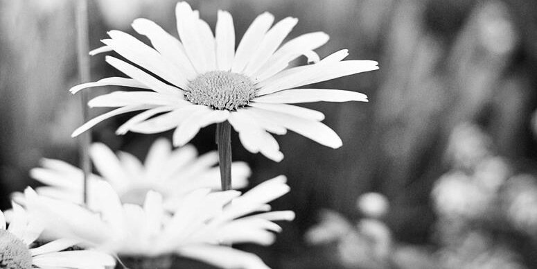 sherifaye's profile banner image
