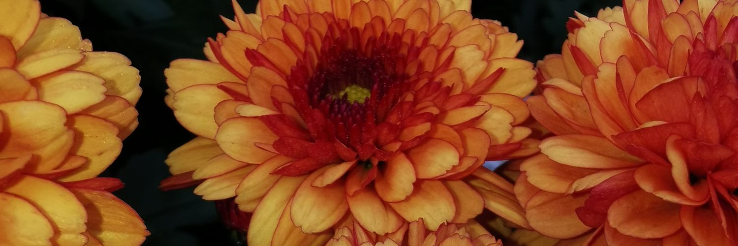 saenger_laura's profile banner image