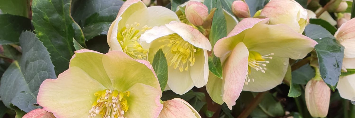 zauberwald_4's profile banner image