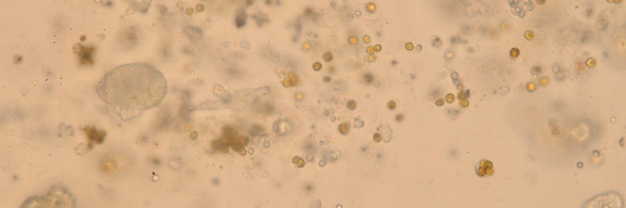 Kaden Muffett banner