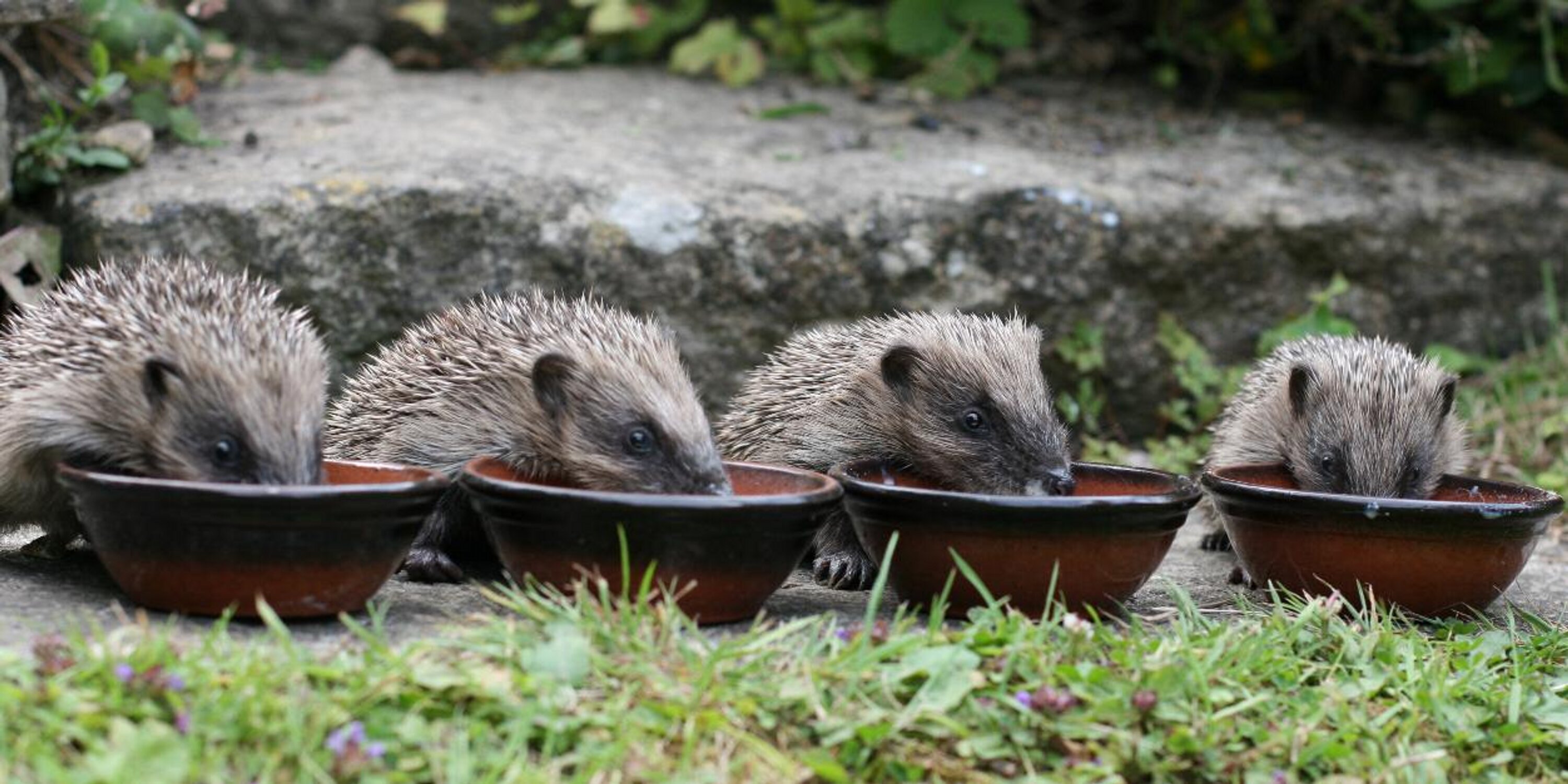 HelpaHedgehog's profile banner image