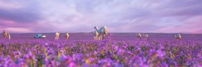 Dr.Fatimah Abdulhakim banner