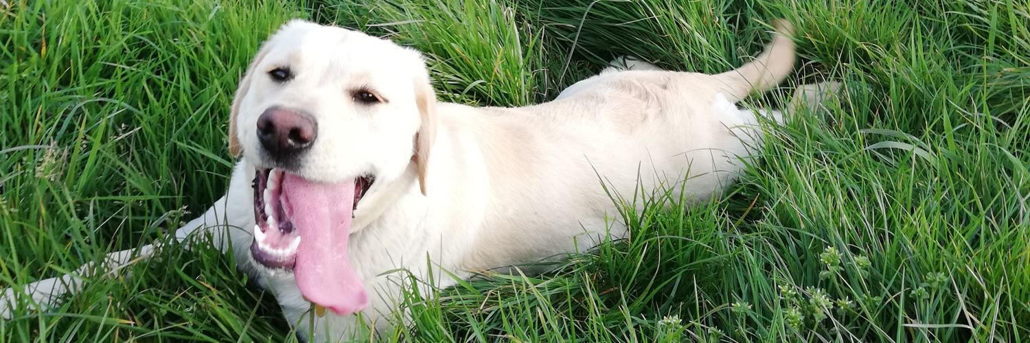 Rachel Quigley banner