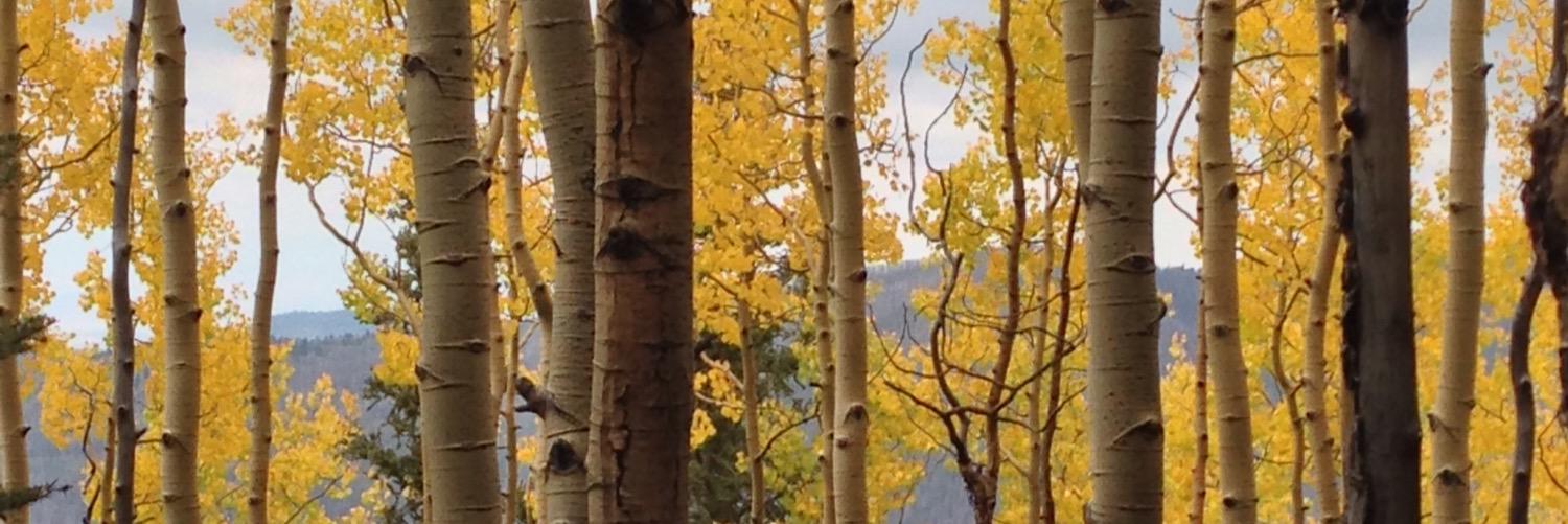 bryanrogala's profile banner image