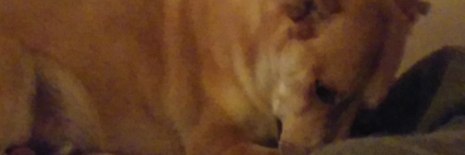 siripoci's profile banner image
