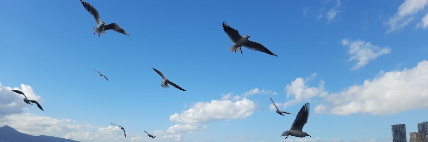 hadicekbl's profile banner image