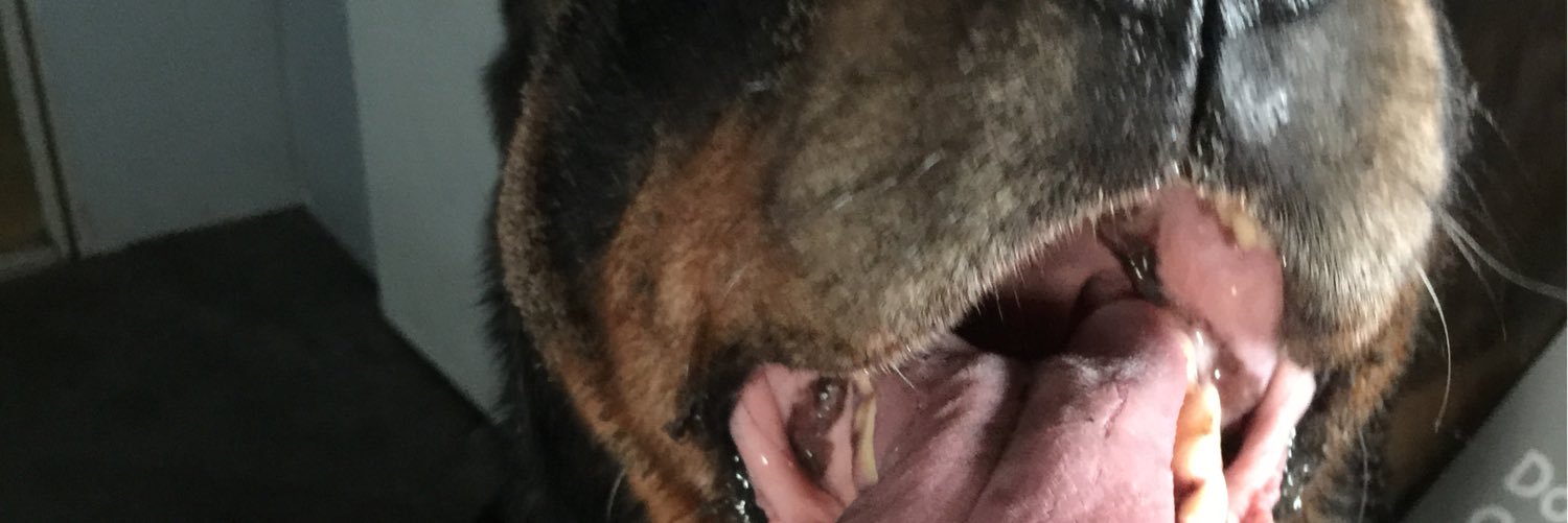 irishspringer68's profile banner image