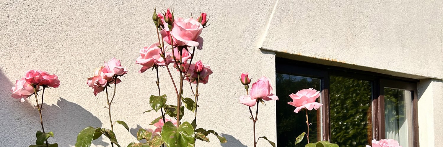 rose_dugard's profile banner image