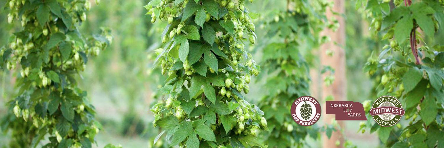 MW_HopProducers's profile banner image