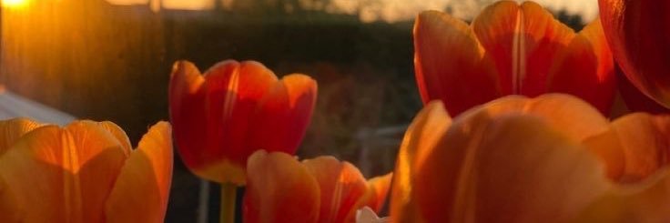 LizethVero's profile banner image