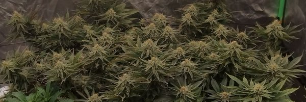 Bohnz_ Profile Banner
