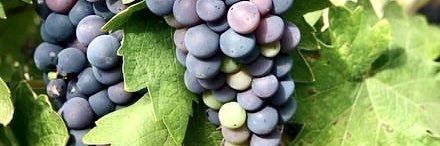 Zinfandel Advocates banner