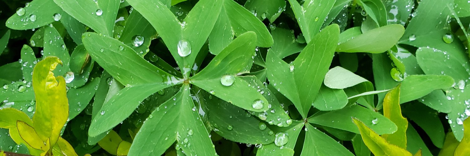 Amadeus Formosa banner