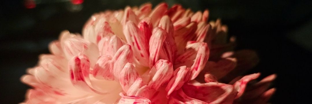 ashley🌙🕊 banner