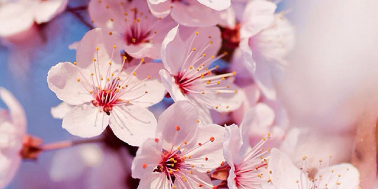 FabienneBrands's profile banner image