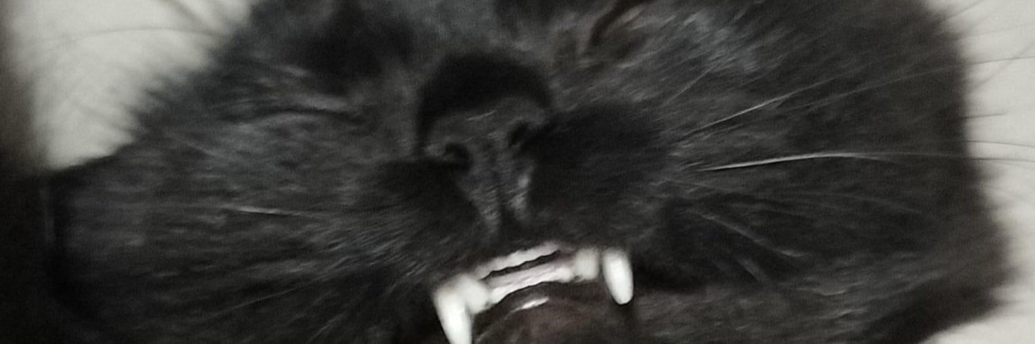 shellsindasea's profile banner image