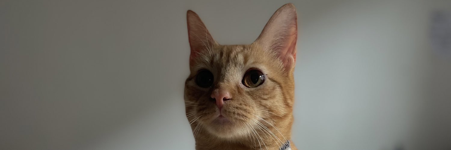monibazz's profile banner image