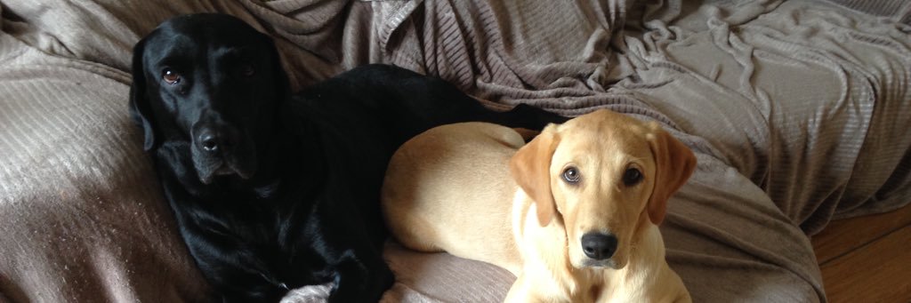 PerpetuallyTired banner