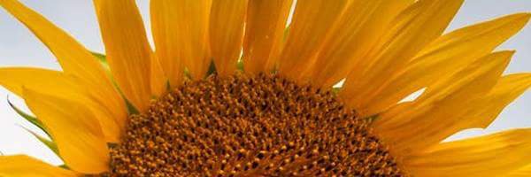jpjoyous's profile banner image