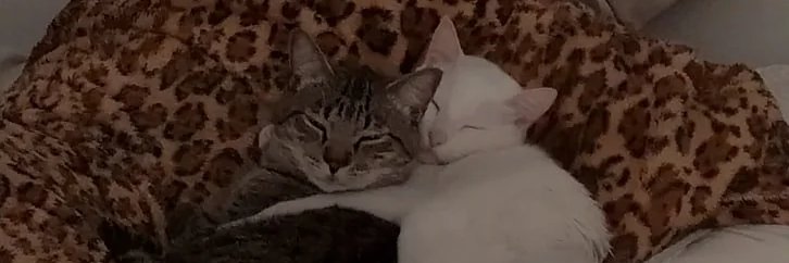 jeffajefferson's profile banner image