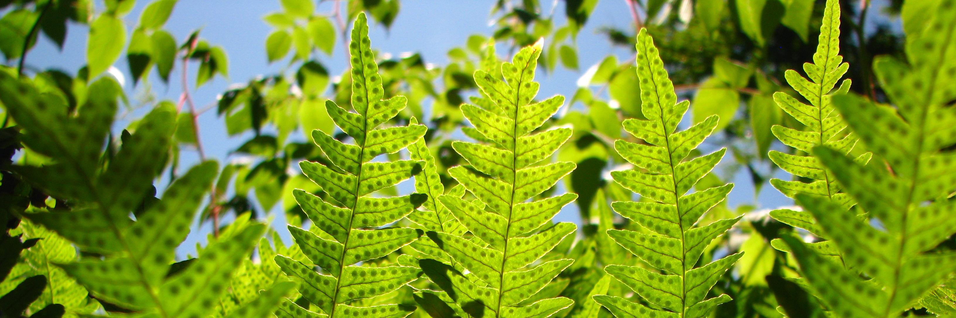 Planted_Life's profile banner image