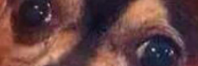 spaghetti_dog69's profile banner image