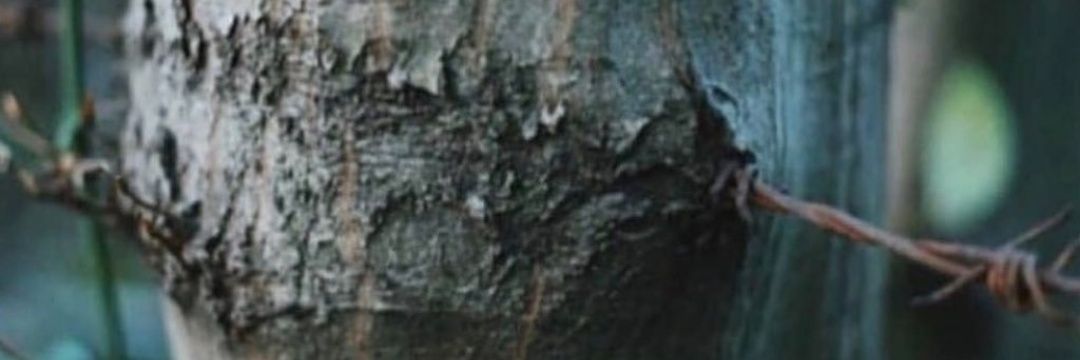ozanarifoz's profile banner image