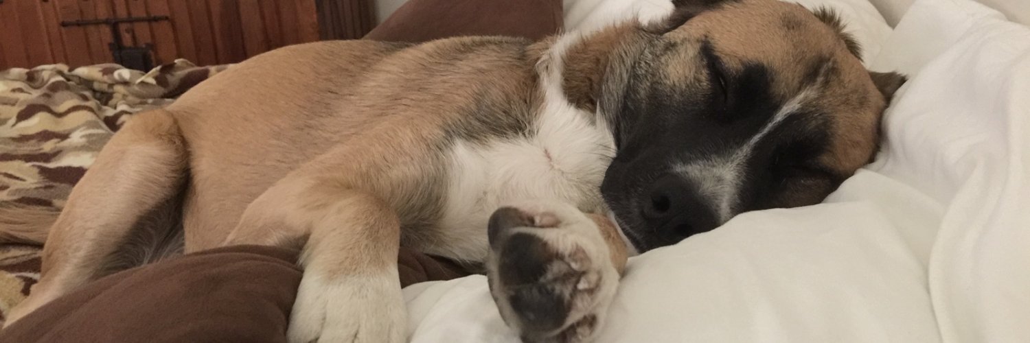 Claudia Del Castillo banner