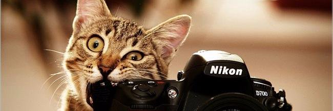 Paige Farries banner