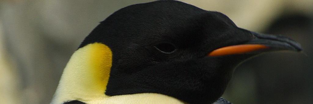 SmeargleKid's profile banner image