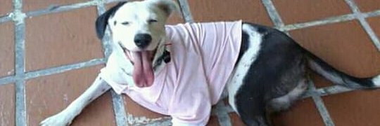 Nor3Nor3🐶🖤🐱🐱🌻🧚🏻‍♀️🦋👸🏻📚📒🖍️🖌️✏️💔 banner