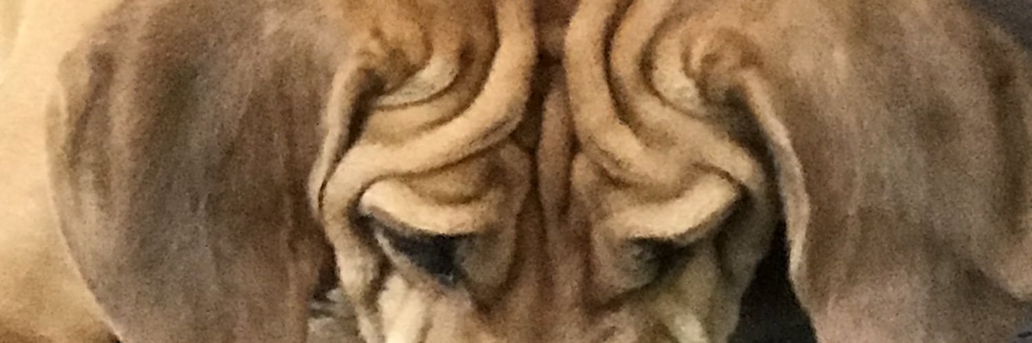 evelangie's profile banner image