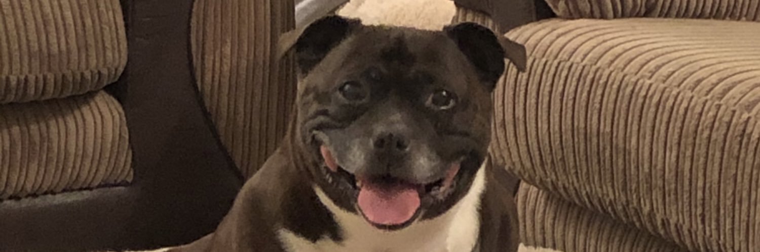 mollyhaley1's profile banner image