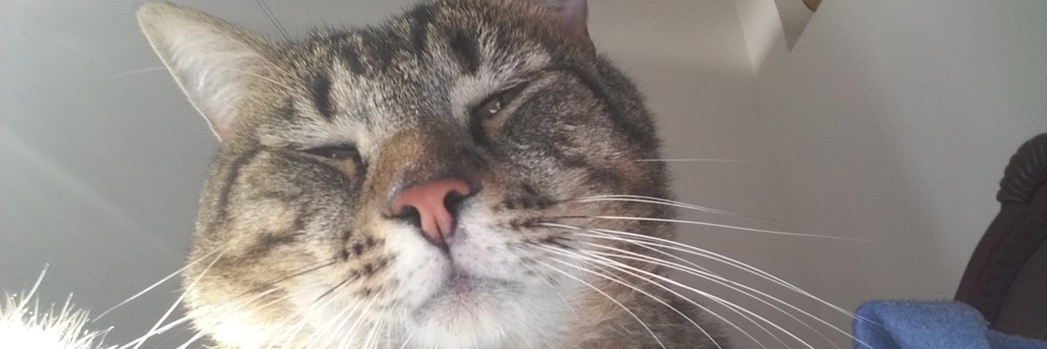 perroconperroj's profile banner image