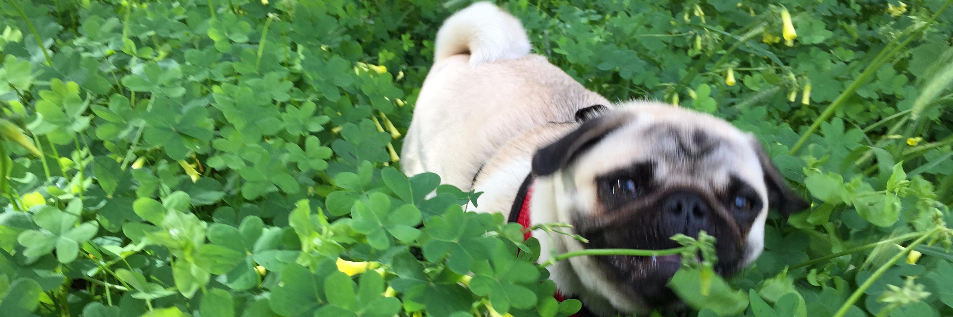 PugMarceline's profile banner image