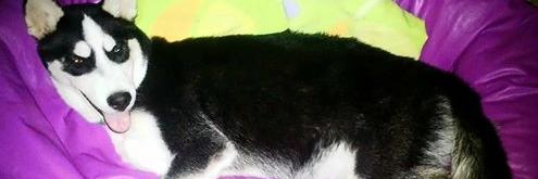 LucyCoucin banner