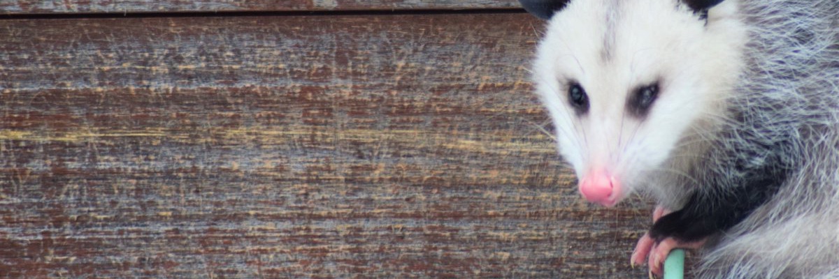 the girl with two raccoon tattoos, ESQUIRE 🦝 banner