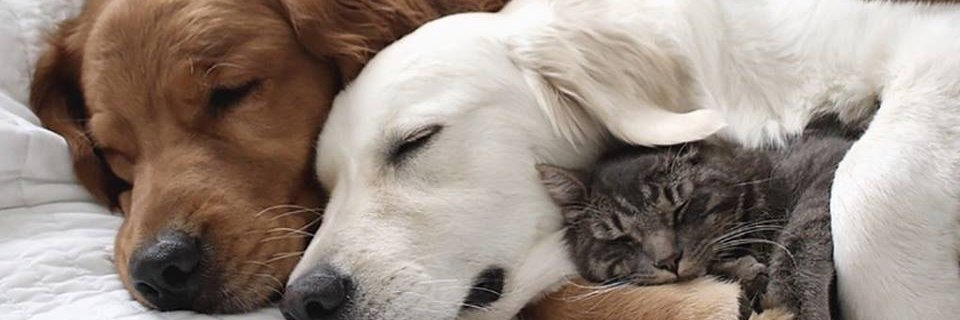 MarwanIssa4's profile banner image