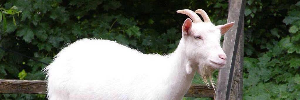 BriskMellow's profile banner image