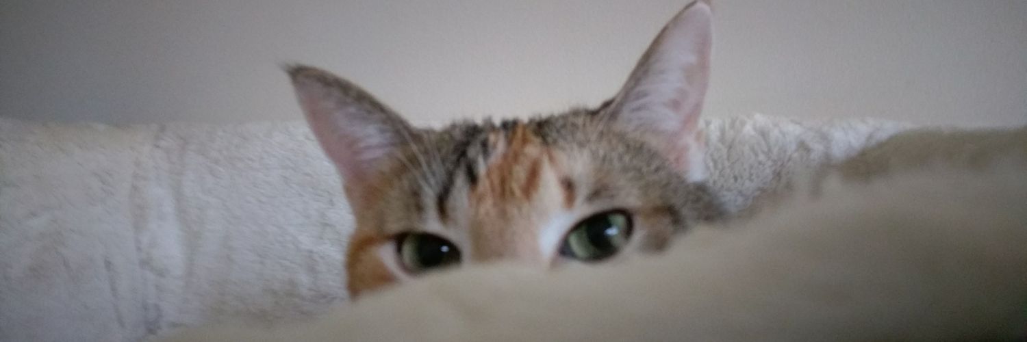 RckyFshr's profile banner image